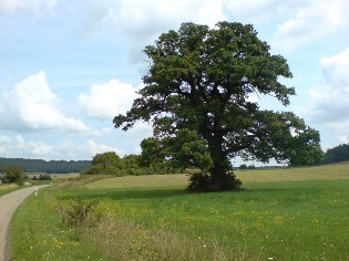 Am Altm&uuml;hltal-Radweg bei Hegenau
