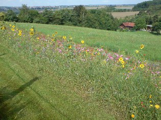 Altm&uuml;hltal-Radweg unweit &ouml;stlich von Rothenburg ob der Tauber