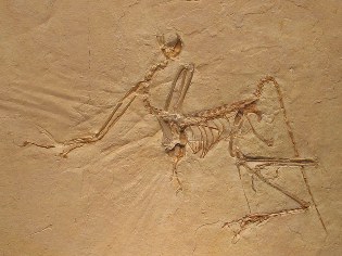Archaeopteryx in Solnhofer Platte - Altm&uuml;hltal-Radweg