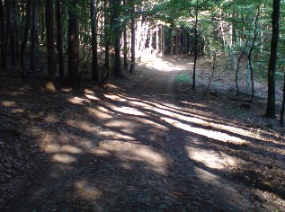 Ostsee-Radweg im Nationalpark Jasmund auf R&uuml;gen