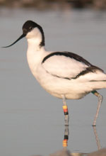 Wasservogelreservat Wallnau auf Fehmarn (Foto: Hendrik Weindorf), Ostseek&uuml;sten-Radweg