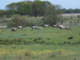 Unterwegs auf dem Ostseek&uuml;sten-Radweg: Koniks im NSG Geltinger Birk